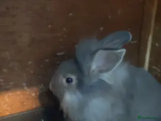 Lionhead rabbits Lion head babies 8 weeks - Advert 1