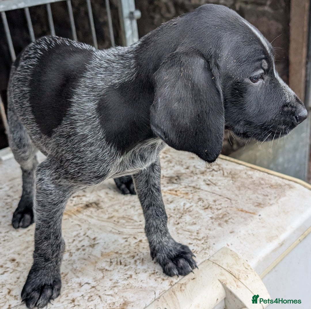 German Wirehaired Pointer dogs for sale: German Wirehaired Pointer Pups - Advert 10