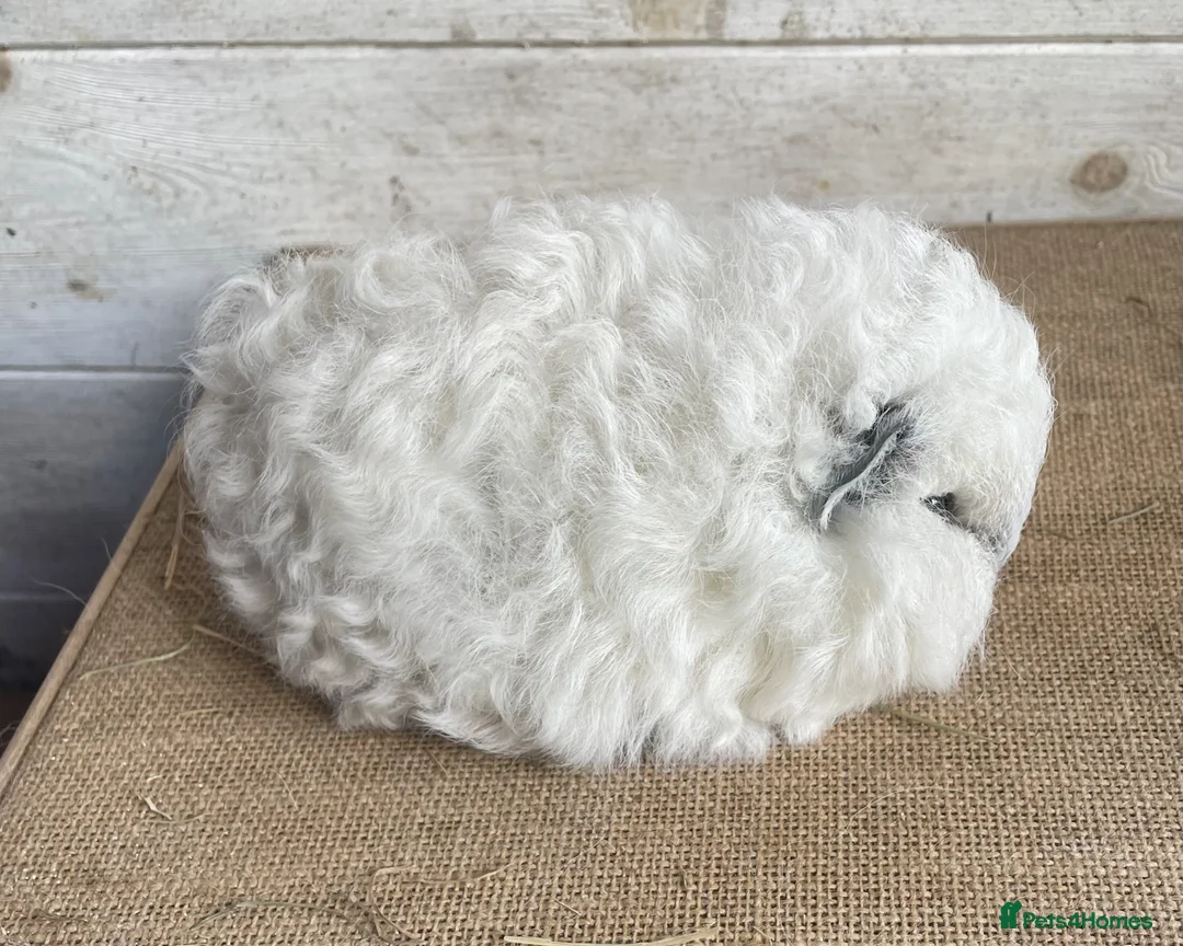 Guinea Pig rodents for sale: Swiss teddy sow - Advert 3