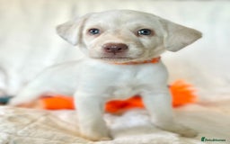 Labrador Retriever dogs for sale: KC Reg Fully Health Tested Labrador Pups - Image 12