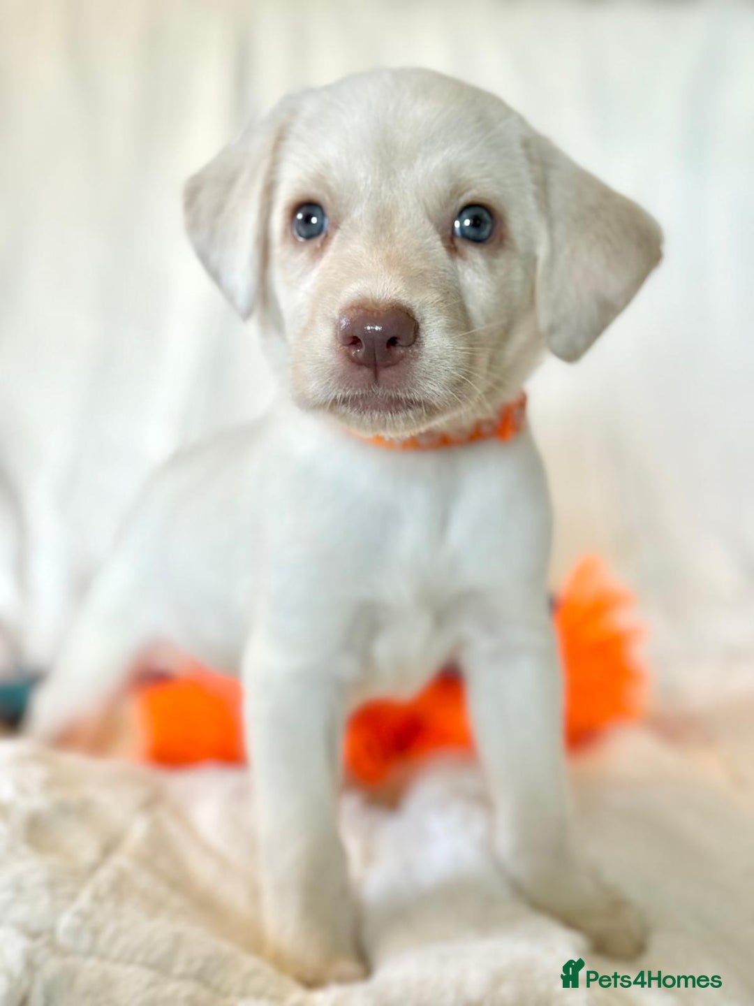 Labrador Retriever dogs for sale: KC Reg Fully Health Tested Labrador Pups - Image 12