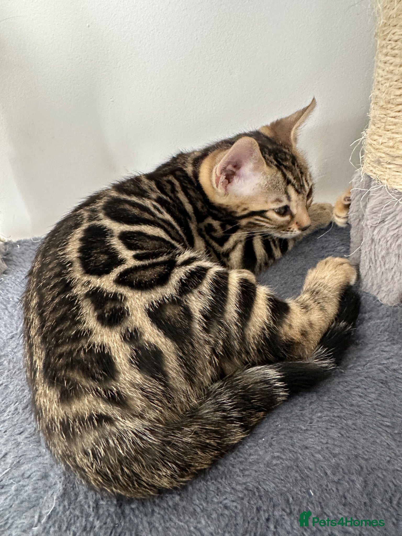 Bengal cats for sale: Bengal kittens for sale in Saffron Walden - Advert 24