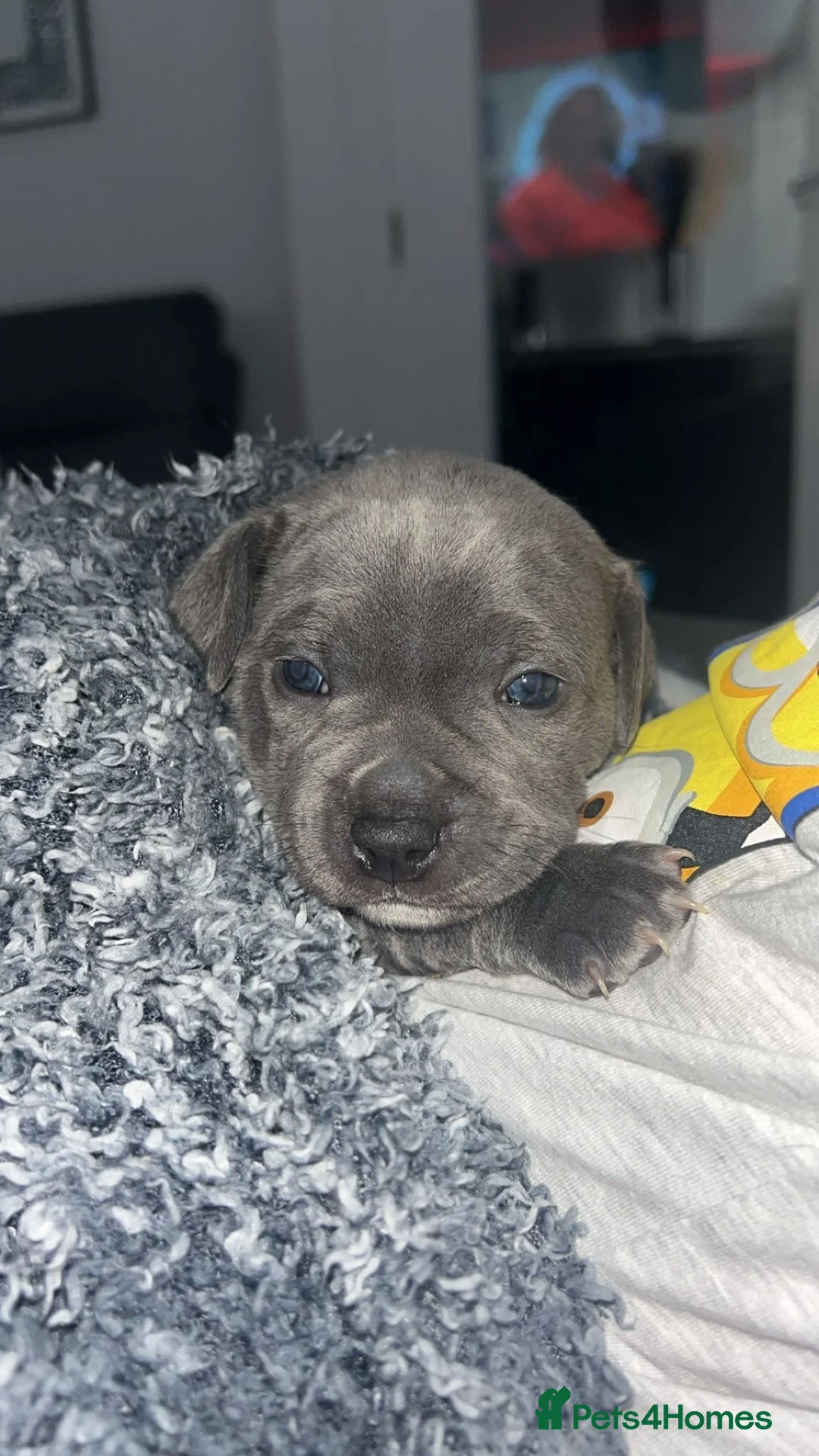 Staffordshire Bull Terrier dogs for sale: KC registered blue Staffordshire blue terrior  - Advert 2
