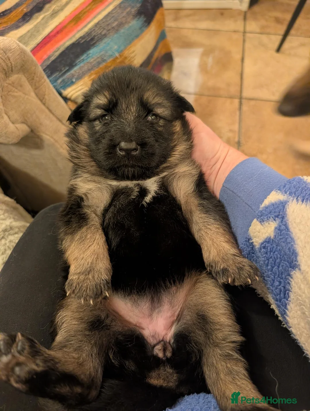 German Shepherd dogs for sale: German Shepherd puppies  - Advert 2