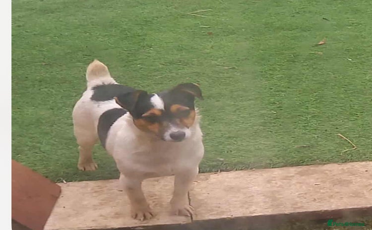 Jack Russell dogs - Advert 13