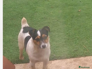 Jack Russell dogs - Advert 29