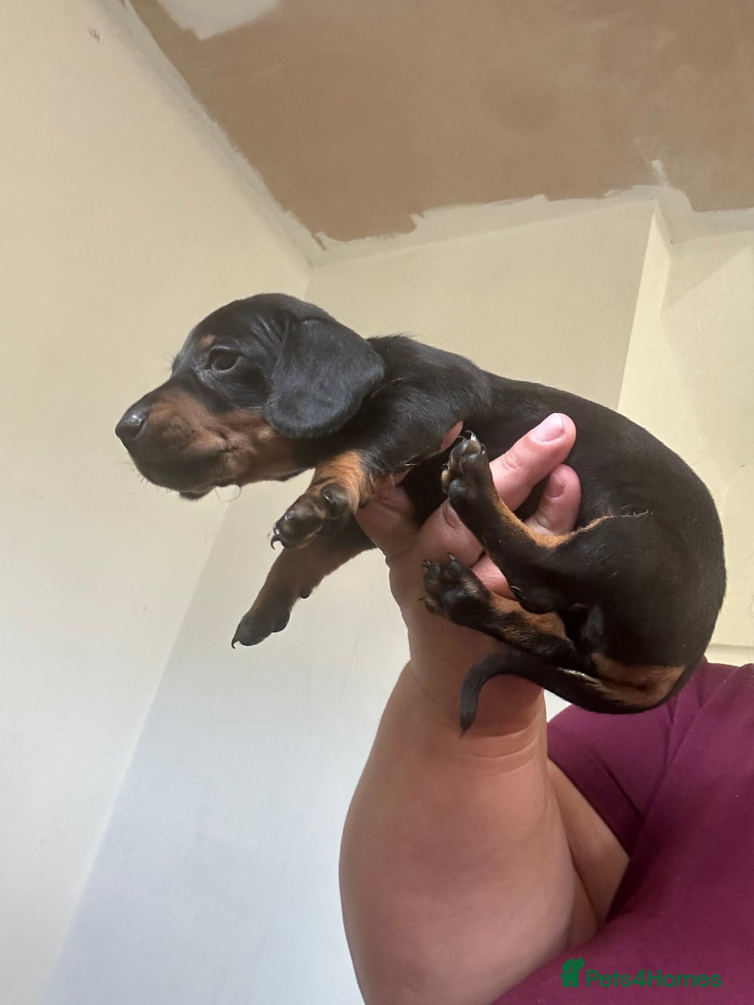 Dachshund dogs for sale: Dachshund for sale - Image 5