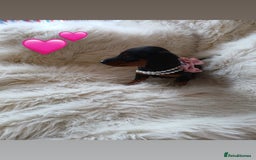 Dachshund dogs for sale: 4 beautiful puppies for sale  - Image 1