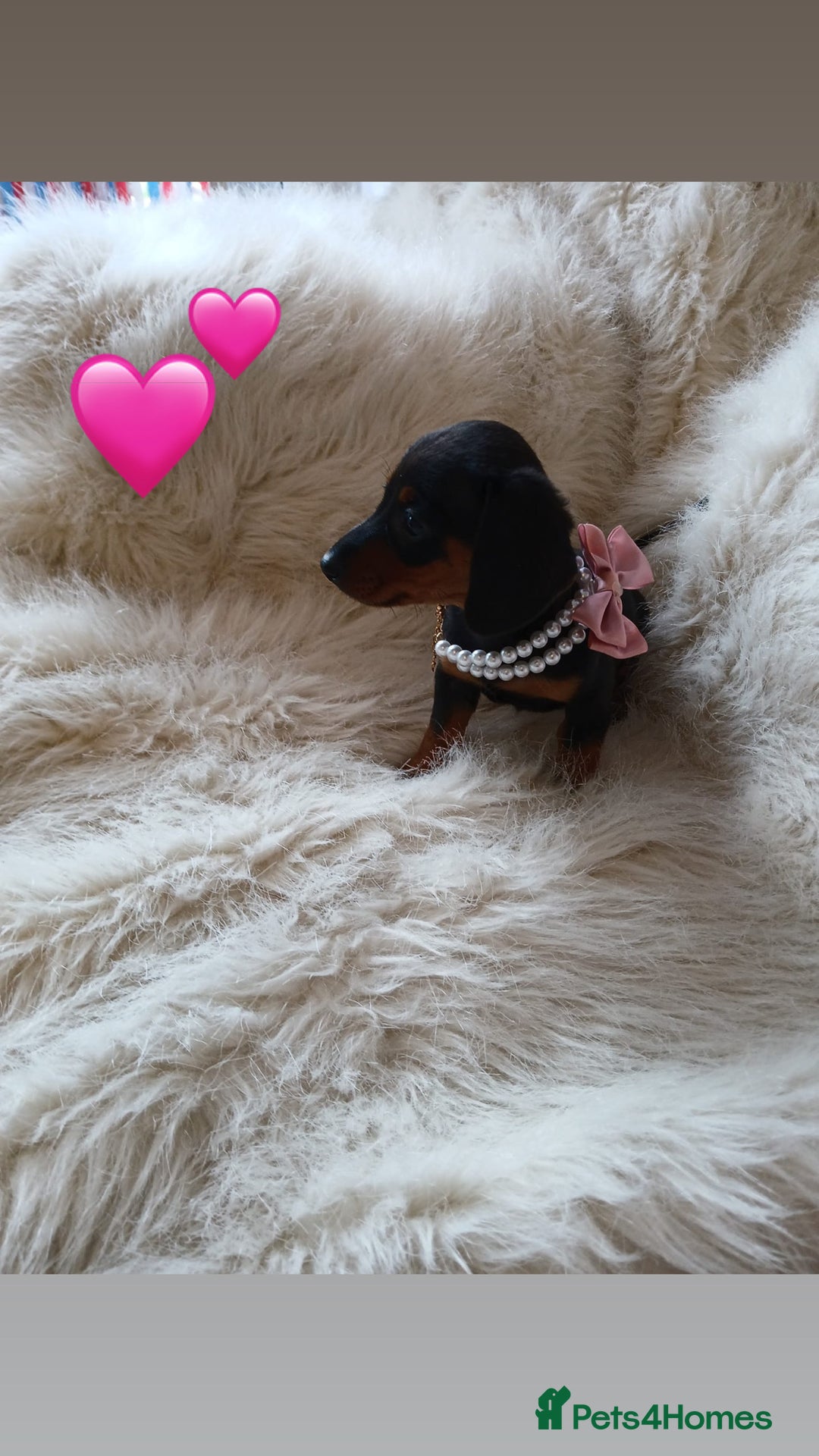 Dachshund dogs for sale: 4 beautiful puppies for sale  - Image 1
