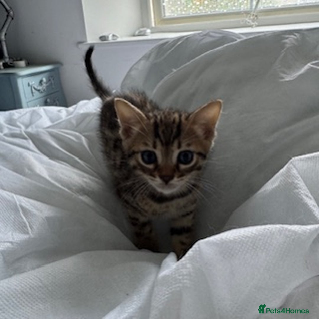 Bengal cats for sale: Gorgeous Bengal Babies - Image 24