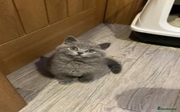 British Shorthair cats for sale: British Blue ready to Steal Your Heart!  - Image 4