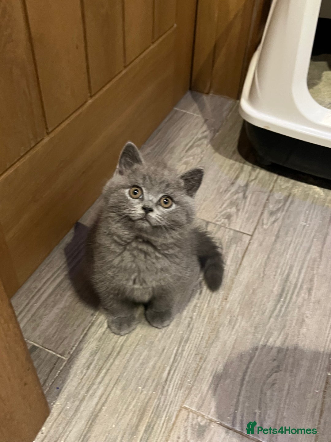 British Shorthair cats for sale: British Blue ready to Steal Your Heart!  - Image 4
