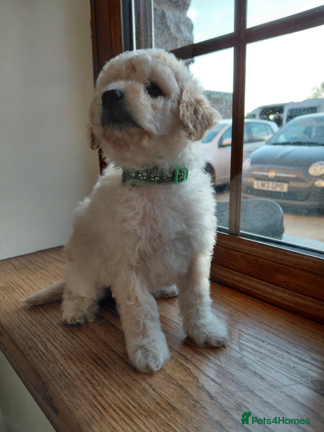 Maltipoo dogs for sale: Beautiful Maltipoo puppies - Advert 7