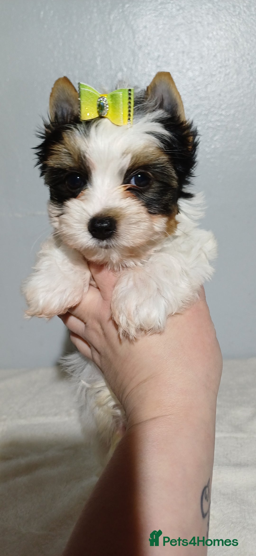 Yorkshire Terrier dogs for sale: 100% Biewer yorkshire-terrier Pedigree  - Advert 9