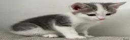 Mixed Breed cats for sale:     4 Beautiful Kittens Ready for Forever Homes ❤️ - Advert 13