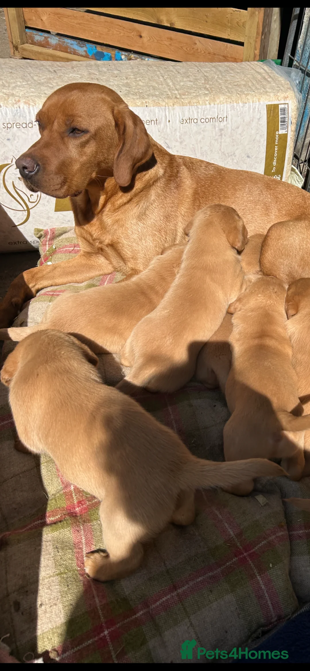 Labrador Retriever dogs for sale: Fox Red Labrador Puppies in Cheltenham - Advert 7