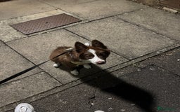 Border Collie dogs for sale: Red border collie puppy  - Image 2