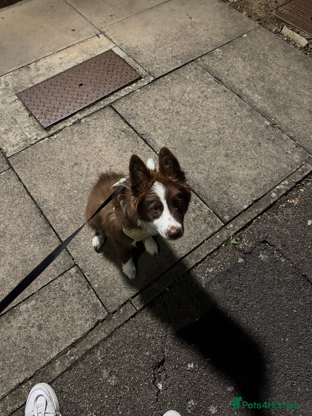 Border Collie dogs for sale: Red border collie puppy  - Image 2