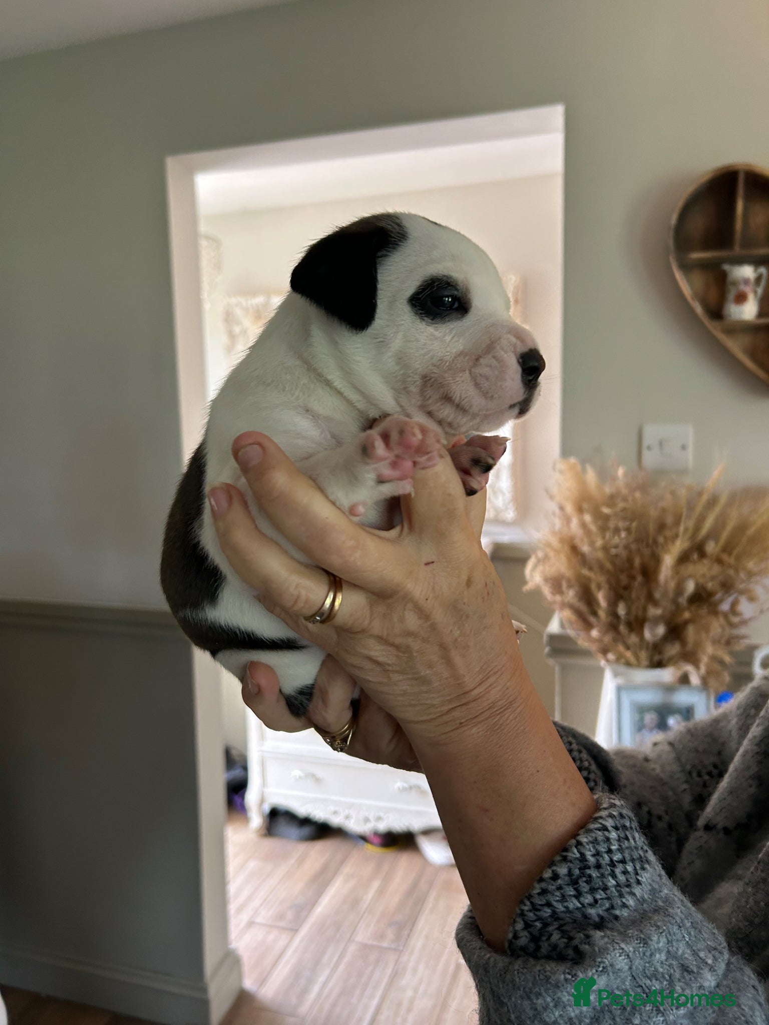 Mixed Breed dogs for sale: Last two puppies  remaining  - Advert 12