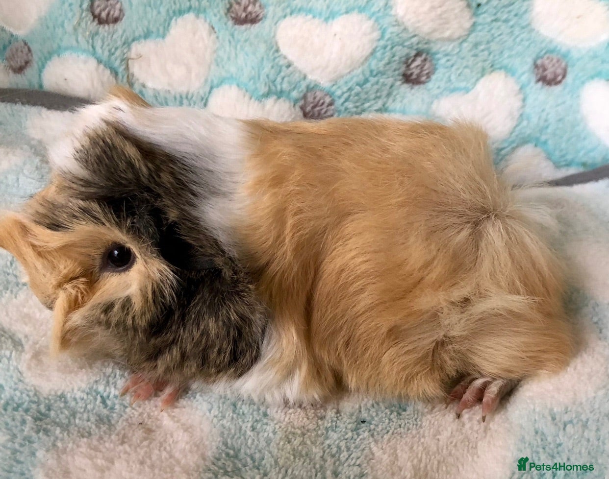 Guinea Pig rodents Four beautiful Peruvian boars (boys)  - Advert 2