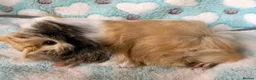 Guinea Pig rodents for sale: Four beautiful Peruvian boars (boys)  - Advert 1