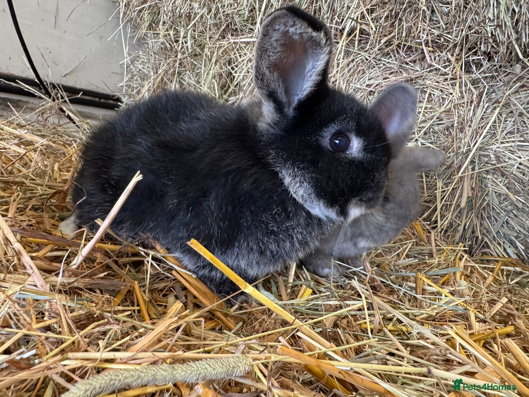 French Lop rabbits for sale: Beautiful Miniature Lop Does - Advert 11