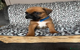 Boxer dogs for sale: Gorgeous boxer puppies for sale  - Image 6