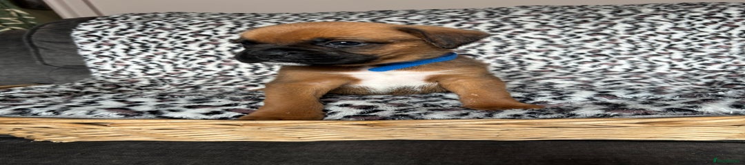 Boxer Puppy 1