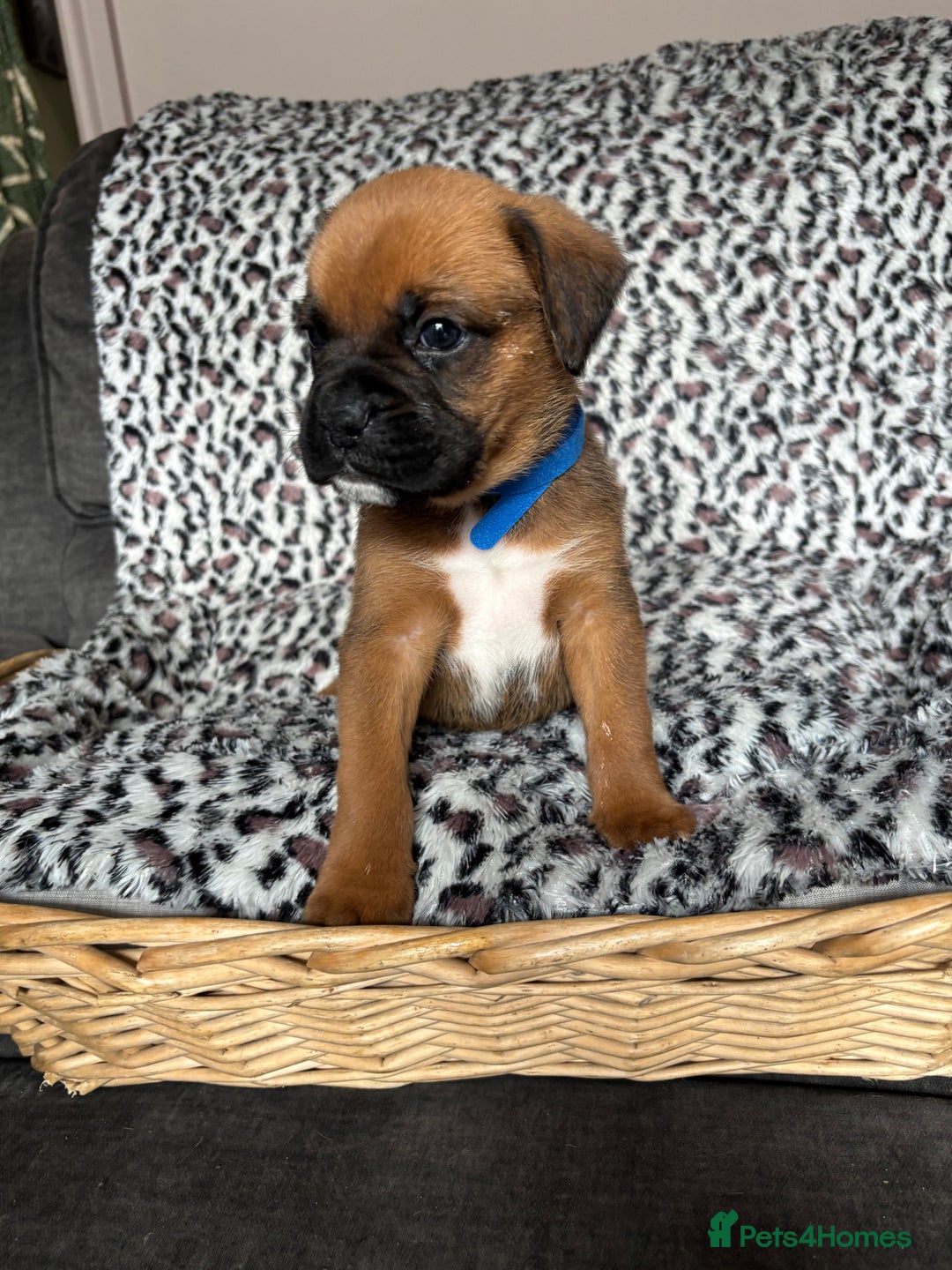 Boxer dogs for sale: Gorgeous boxer puppies for sale  - Image 6