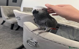 Parrots birds for sale: Hand reared African grey parrot female - Advert 3