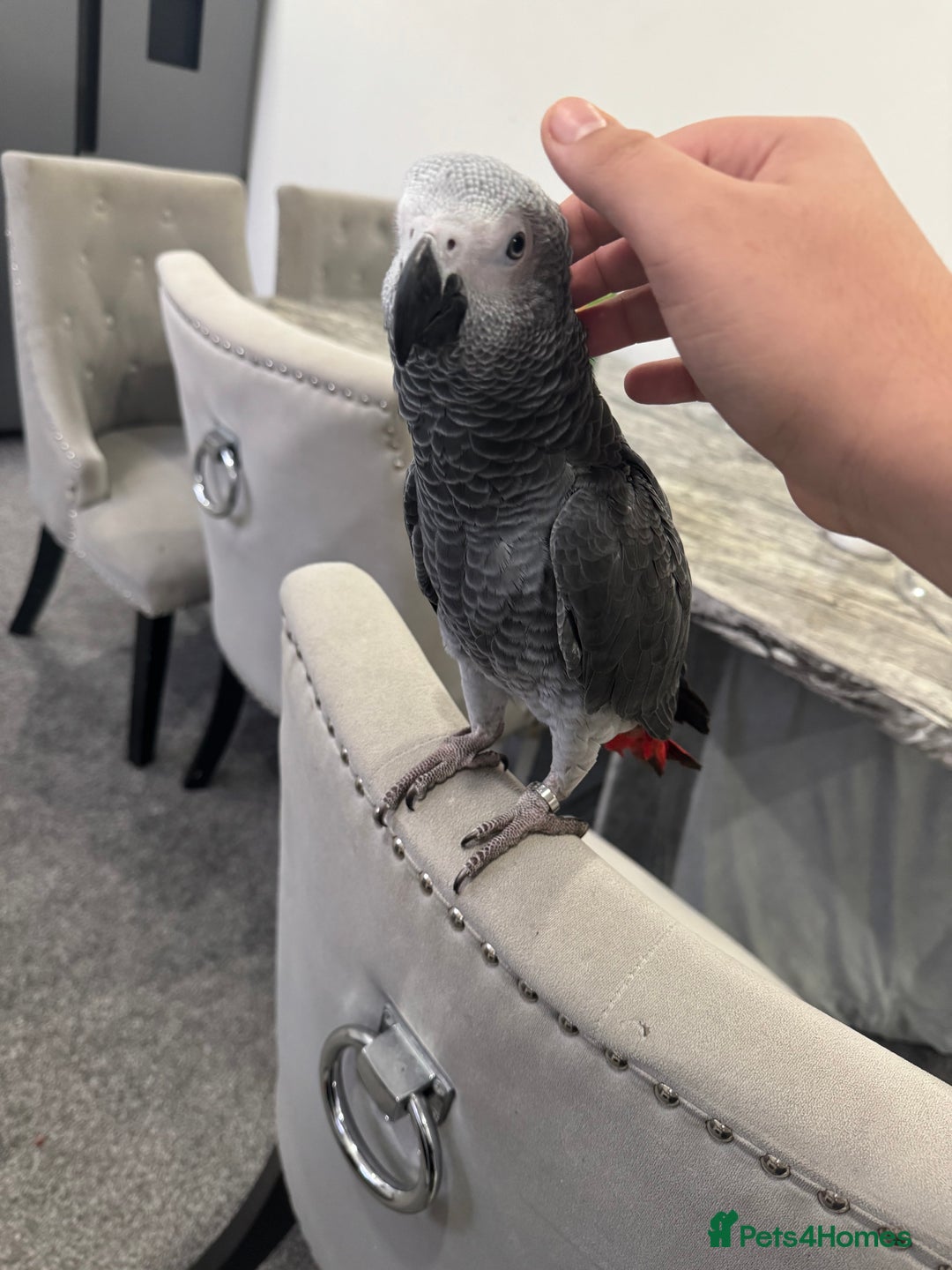 Parrots birds for sale: Hand reared African grey parrot female - Advert 3