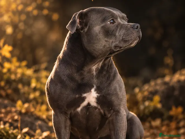 Staffordshire Bull Terrier dogs for sale: 2026 best 4 male blue Staffordshire bull terriers - Advert 17
