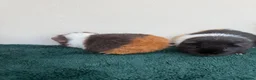 Guinea Pig rodents for sale: Pair of female baby Guinea pigs  - Advert 4