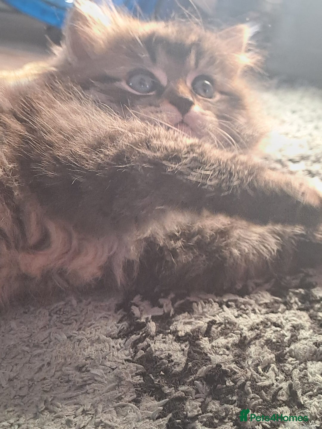Mixed Breed cats for sale: Two Perdoll Female Kittens Looking for a Home - Image 8