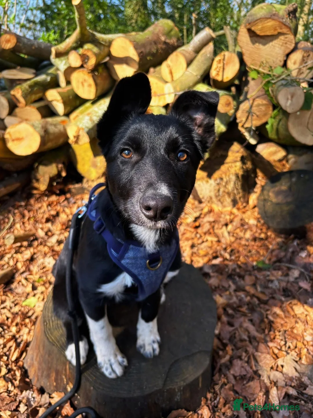 Mixed Breed dogs for sale: Border collie puppy in Stratford-upon-Avon - Advert 2