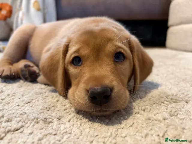 Labrador Retriever dogs for sale: 1 girl perfect dark yellow Labrador pup left! - Advert 2