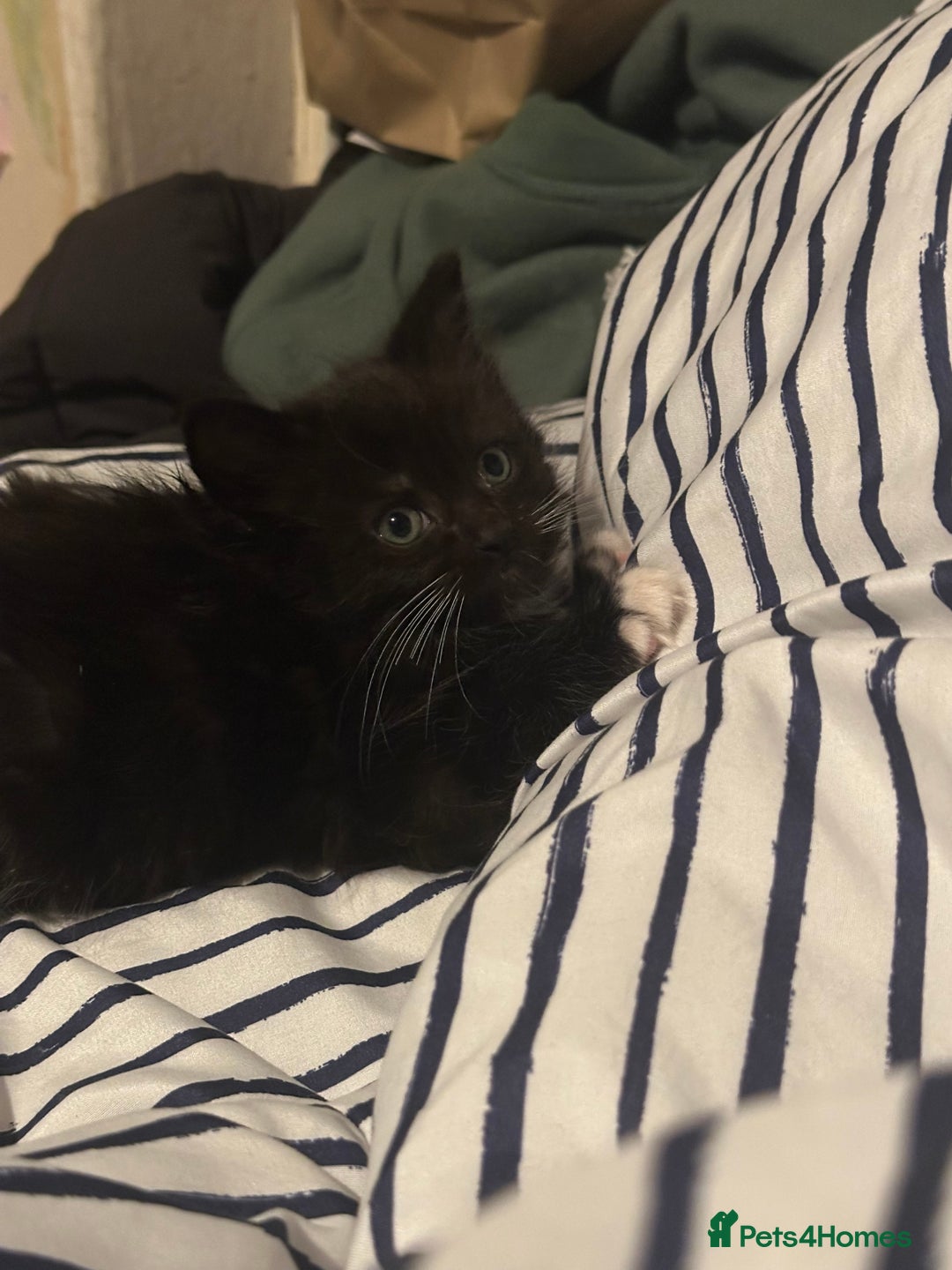 Ragcoon cats for sale: Ragdoll cross - Advert 13