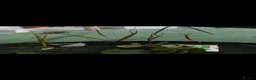 Stick Insects invertebrates for sale: Indian stick insects for sale  - Advert 5
