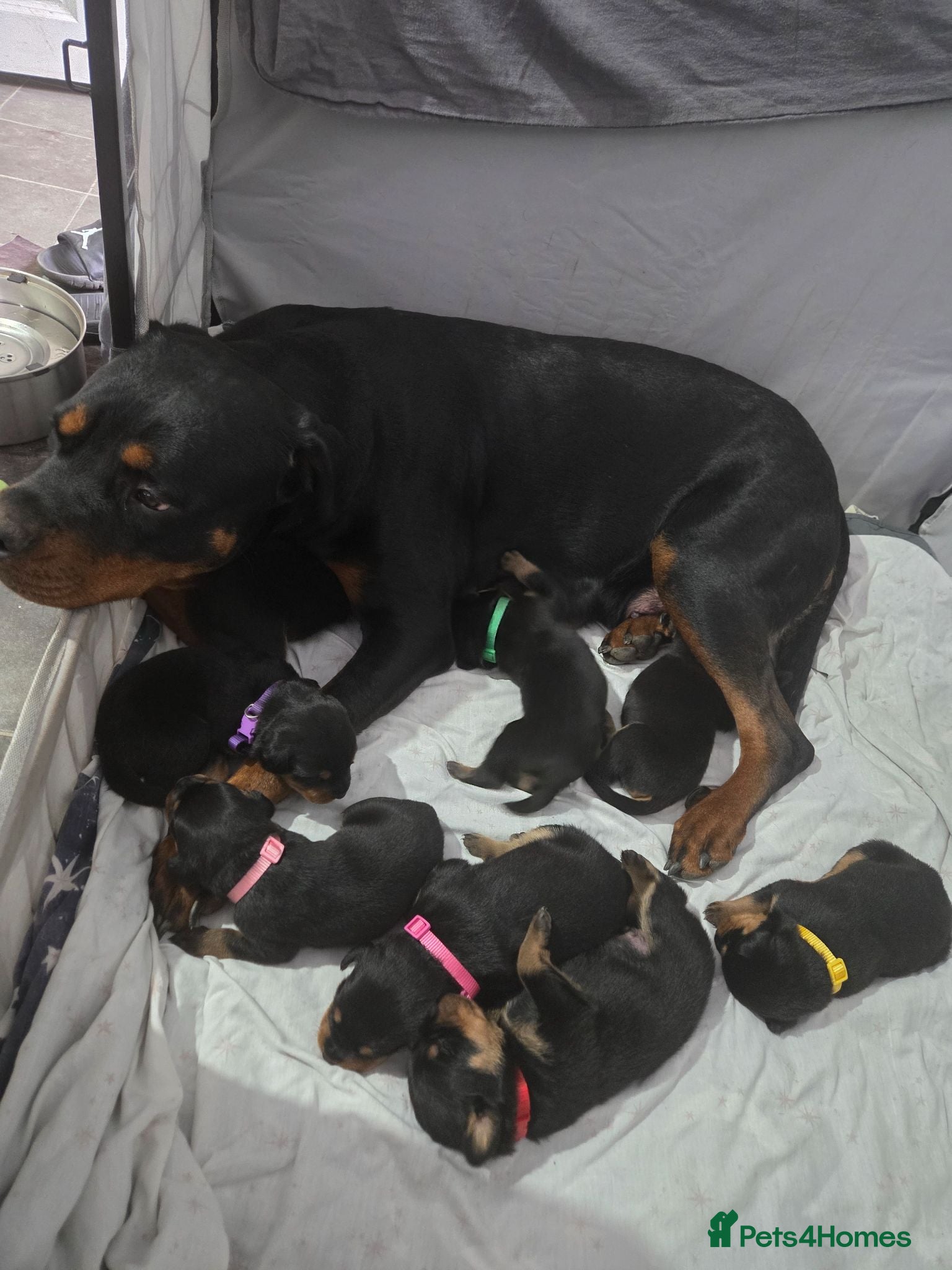 Rottweiler dogs Chuncky Rottweiler puppies  - Advert 16