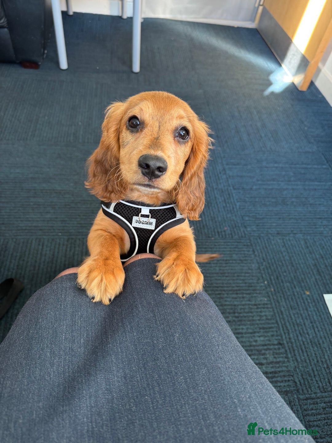 Cocker Spaniel dogs for sale: Forever Home Wanted for Our puppy, Bailey - Advert 1