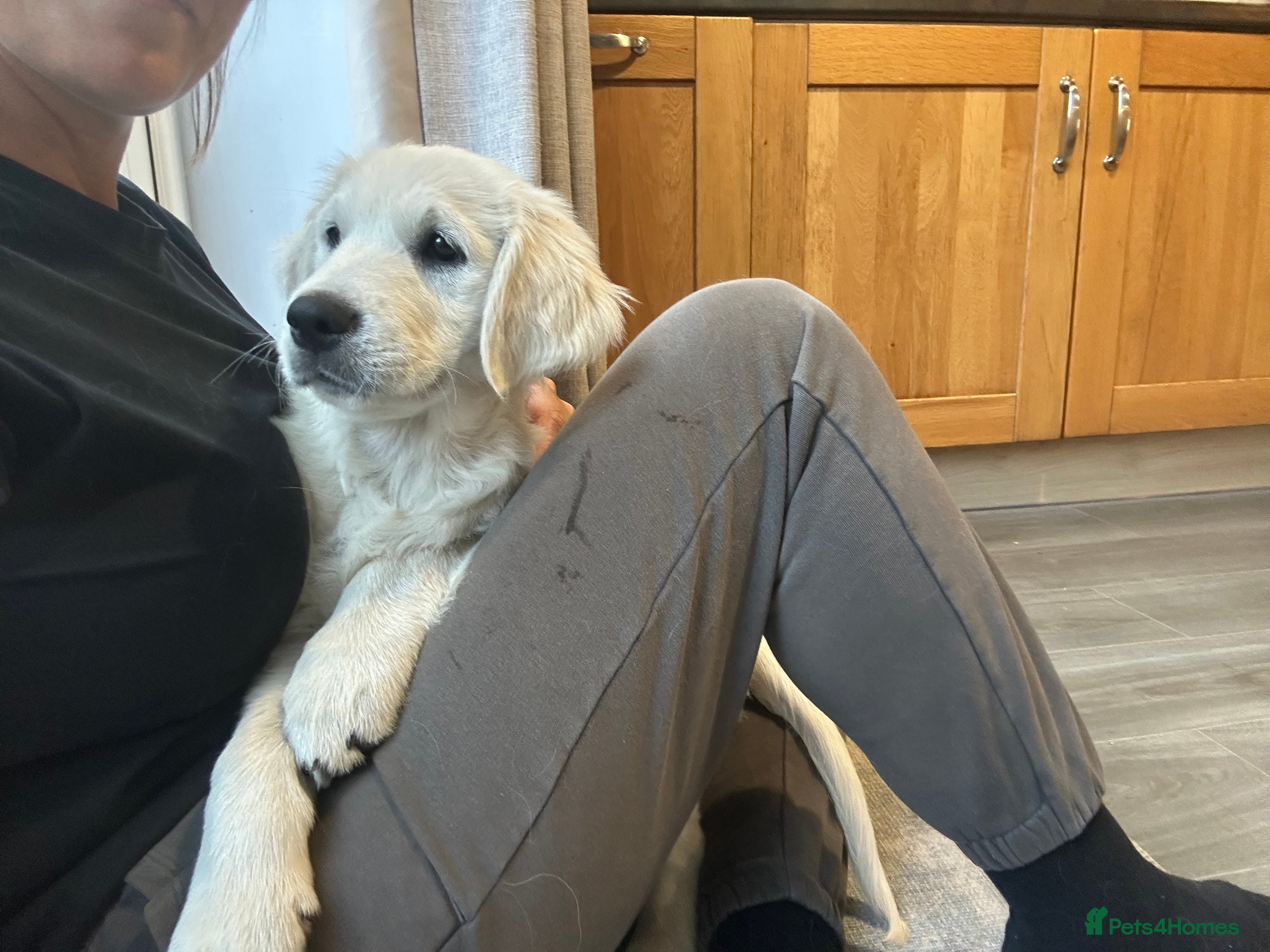 Golden Retriever dogs Golden Retrievers - Gwynedd  - Advert 2