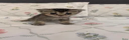 Scottish Fold cats for sale: beautiful scottish fold kittens 💕🧸 - Advert 21