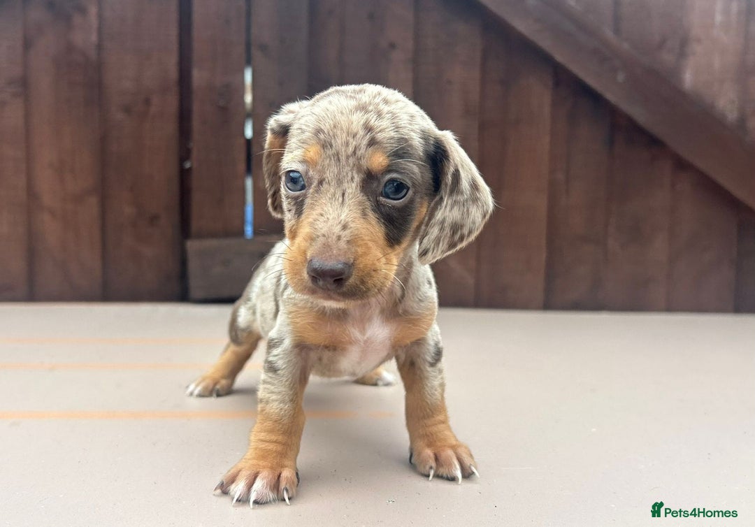 Dachshund dogs for sale: 6 beautiful dachshund puppies!!! - Image 7