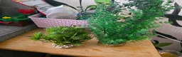 Cichlids fish for sale: Juwel 125 with cichlids  - Advert 6
