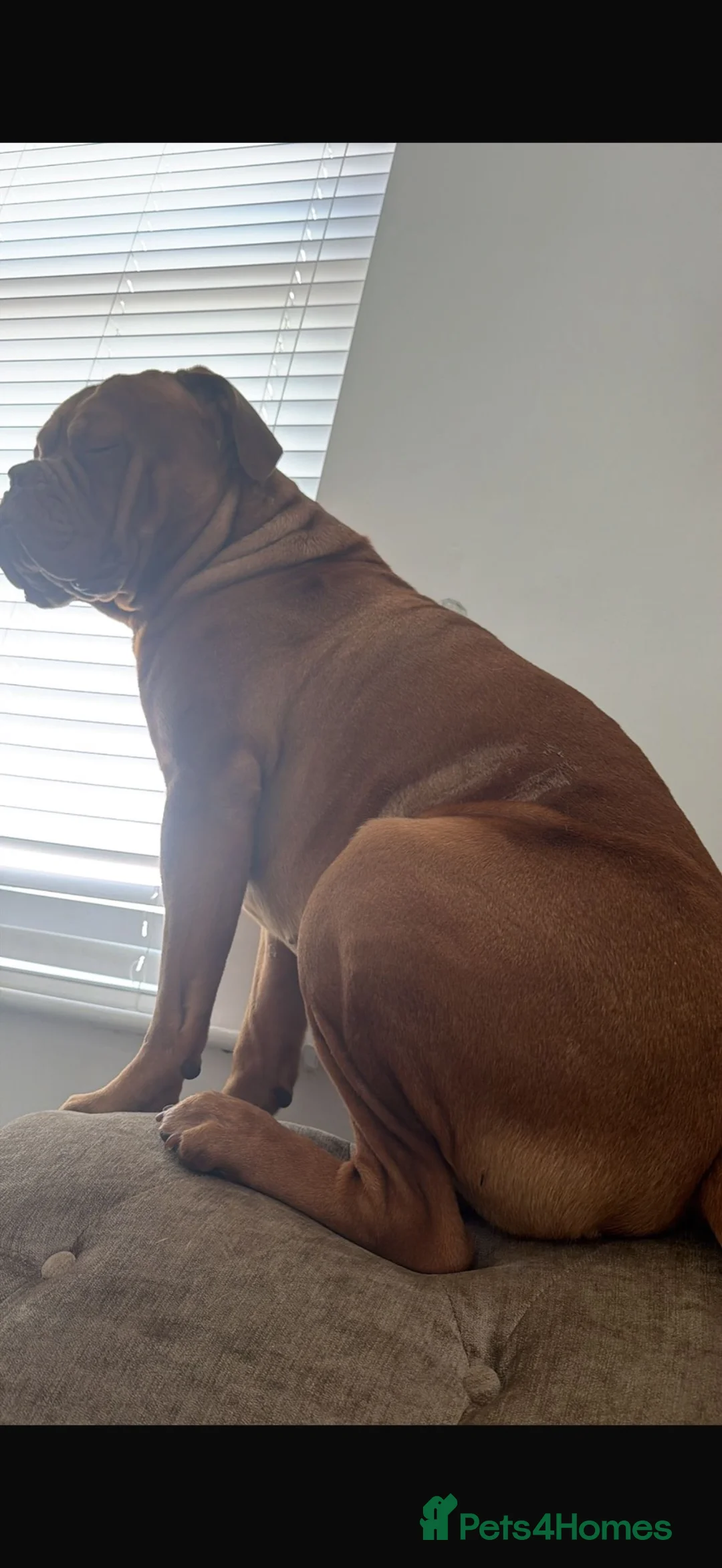 Dogue De Bordeaux dogs for sale: 2 Year Old DogueDeBordeaux  in Prescot - Advert 2