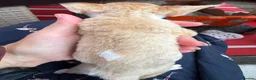 Devon Rex cats for sale: Stunning, cheeky GCCF reg Devon Male - Advert 6