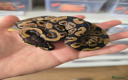Python Snake reptiles for sale: Stunning snakes available - Image 16