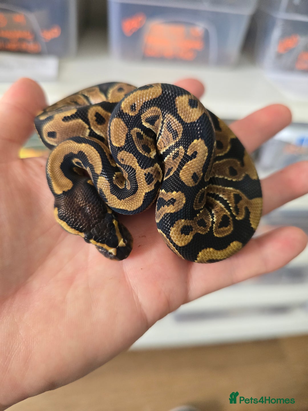 Python Snake reptiles for sale: Stunning snakes available - Image 16