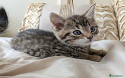 Bengal cats for sale: Purebred Spotted Bengal Kittens Brown Charcoal - Image 1