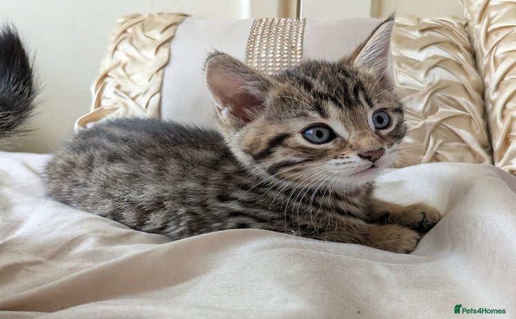Bengal cats - Advert 3